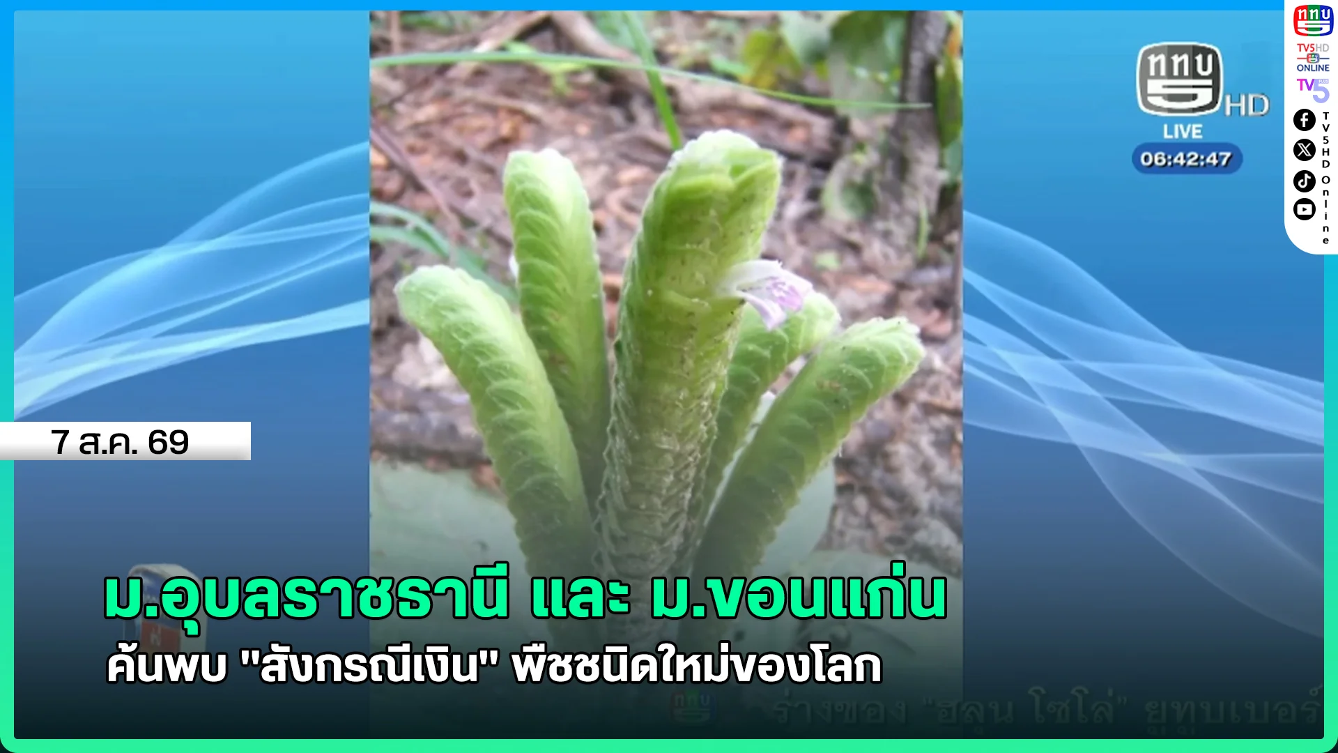 ม.อุบลราชธานี และ ม.ขอนแก่น ค้นพบ "สังกรณีเงิน" พืชชนิดใหม่ของโลก