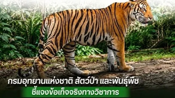 กรมอุทยานฯ เคลียร์ชัด! แม่เสือ “อภิญญา” ยังอยู่กับลูก 3 ตัว ไม่ได้ปล่อยหากินลำพัง