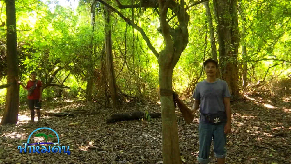 รายการฟ้าห่มดิน EP.27/67 ตอน ชุมชนบ้านบางประ คนรักษ์ป่าทุ่งน้ำหนองหลวง จ.สุราษฎร์ธานี (วันที่ 17 กันยายน 2567)