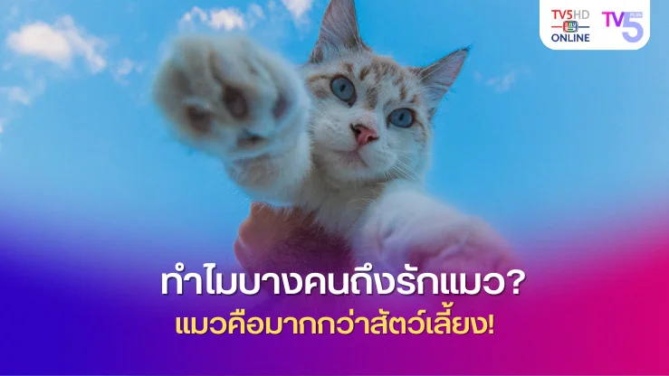 ทำไมบางคนถึงรักแมว? แมวคือมากกว่าสัตว์เลี้ยง! 