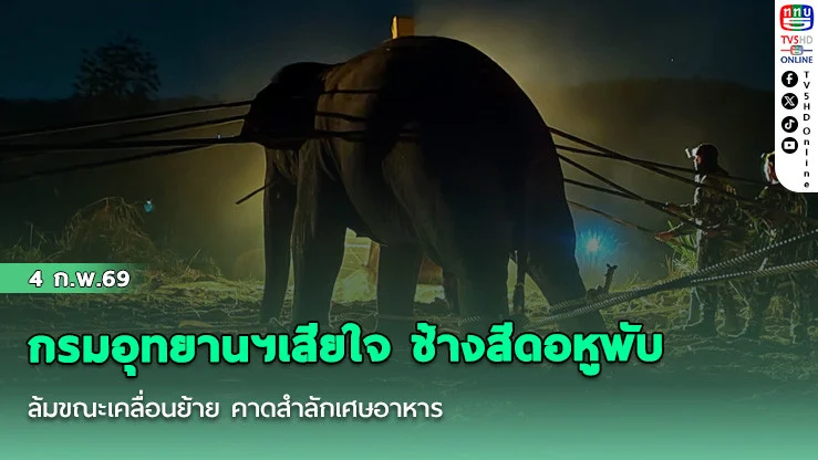 กรมอุทยานฯเสียใจ ช้างสีดอหูพับ ล้มขณะเคลื่อนย้าย คาดสําลักเศษอาหาร