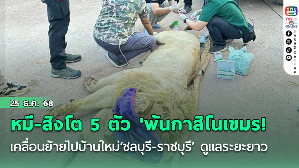 หมี-สิงโต 5 ตัว 'พ้นกาสิโนเขมร! เคลื่อนย้ายไปบ้านใหม่‘ชลบุรี-ราชบุรี’ ดูแลระยะยาว