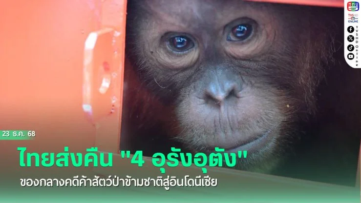 กลับบ้านเกิด! ไทยส่งคืน "4 อุรังอุตัง" ของกลางคดีค้าสัตว์ป่าข้ามชาติสู่อินโดนีเซีย