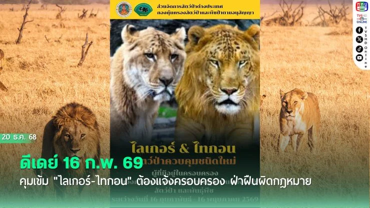 ดีเดย์ 16 ก.พ. 69! คุมเข้ม "ไลเกอร์-ไทกอน" ต้องแจ้งครอบครอง ฝ่าฝืนผิดกฎหมาย