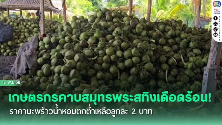 ราคามะพร้าวน้ําหอมตกต่ํา! เกษตรกรคาบสมุทรสทิงพระเดือดร้อนหนัก วอนรัฐเร่งช่วยเหลือ