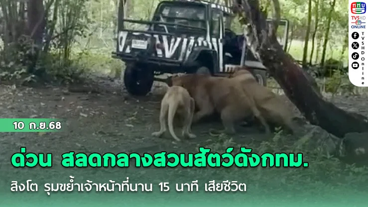 ด่วน สลดกลางสวนสัตว์ดังกทม. สิงโต รุมขย้ําเจ้าหน้าที่นาน 15 นาที เสียชีวิต เผยนาทีเกิดเหตุ นักท่องเที่ยวพยายามบีบแตร ตะโกนขอให้ช่วย