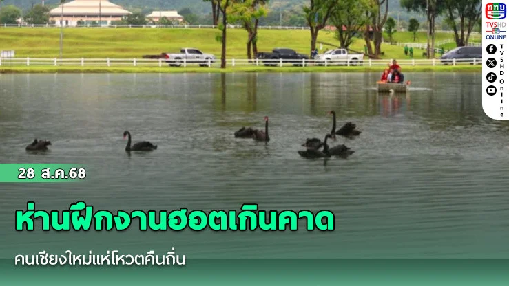ห่านฝึกงานฮอตเกินคาด คนเชียงใหม่แห่โหวตคืนถิ่น
