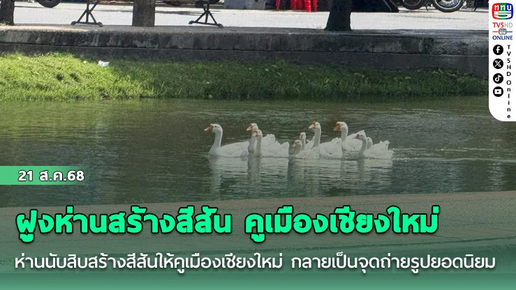 ฝูงห่านสร้างสีสัน คูเมืองเชียงใหม่ 