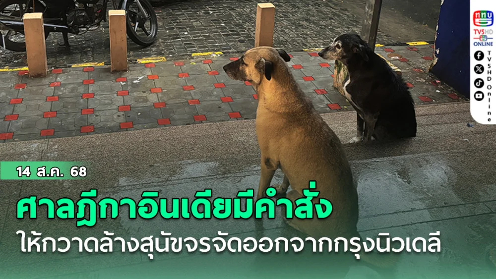ศาลฎีกาอินเดียมีคําสั่งให้กวาดล้างสุนัขจรจัดหลายหมื่นตัวออกจากกรุงนิวเดลี