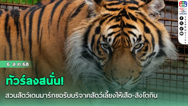 ทัวร์ลงสนั่น! สวนสัตว์เดนมาร์กขอรับบริจาคสัตว์เลี้ยงให้เสือ-สิงโตกิน