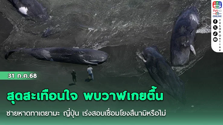 สุดสะเทือนใจ พบวาฬเกยตื้น ชายหาดทาเตยามะ ญี่ปุ่น เร่งสอบเชื่อมโยงสึนามิหรือไม่