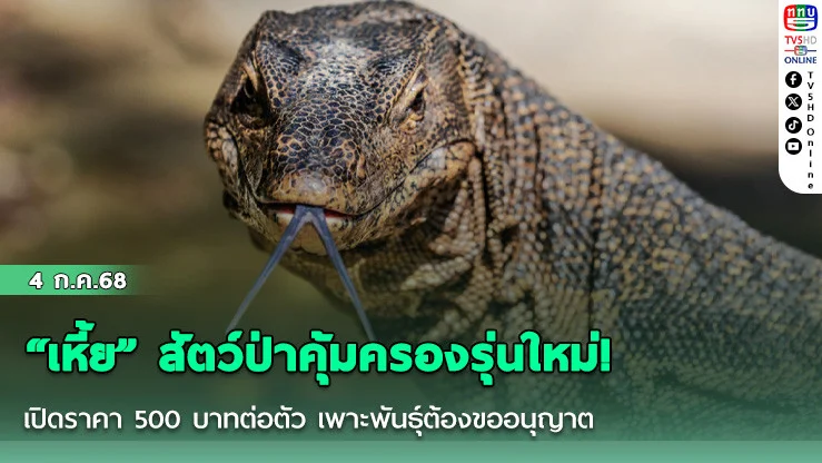“เหี้ย” สัตว์ป่าคุ้มครองรุ่นใหม่! เปิดราคา 500 บาทต่อตัว เพาะพันธุ์ต้องขออนุญาต