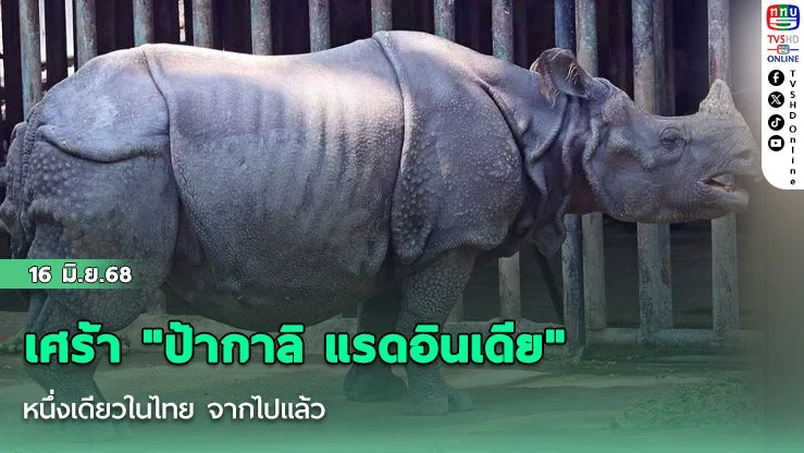 เศร้า "ป้ากาลิ แรดอินเดีย" หนึ่งเดียวในไทย จากไปแล้ว