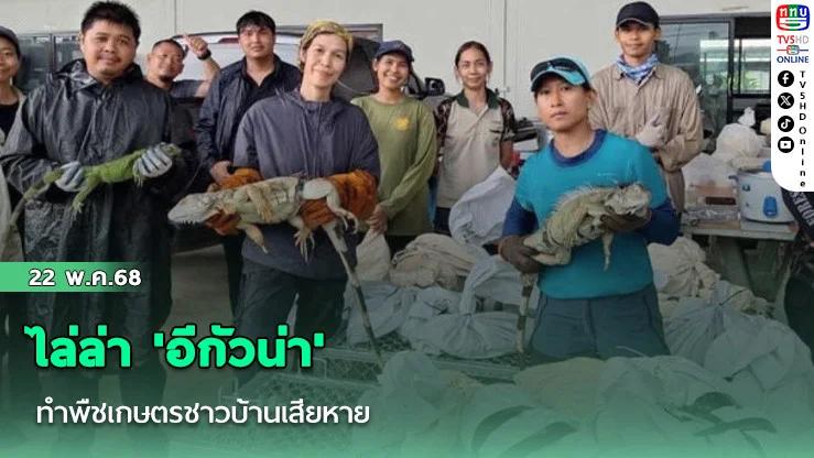 ไล่ล่า 'อีกัวน่า' ทำพืชเกษตรชาวบ้านเสียหาย