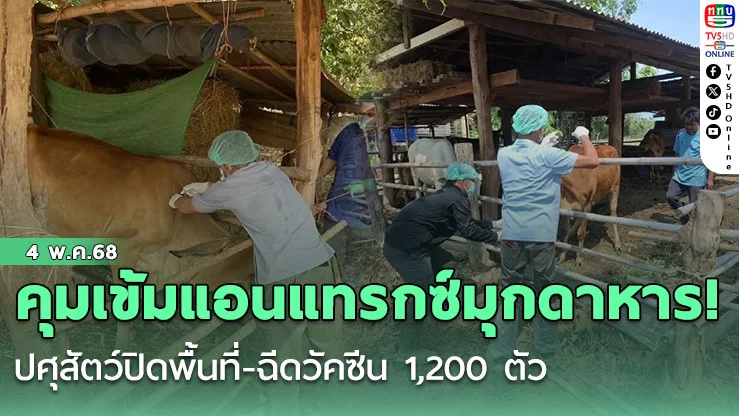 คุมเข้มแอนแทรกซ์มุกดาหาร! ปศุสัตว์ปิดพื้นที่-ฉีดวัคซีน 1,200 ตัว