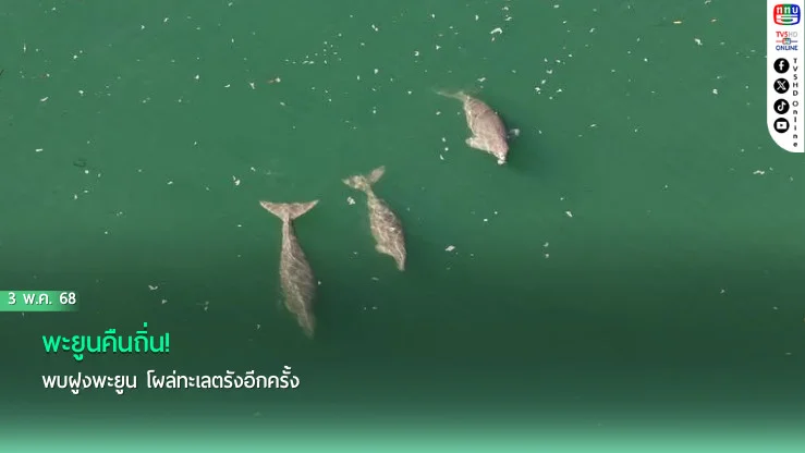 พะยูนคืนถิ่น! พบฝูงพะยูน โผล่ทะเลตรังอีกครั้ง