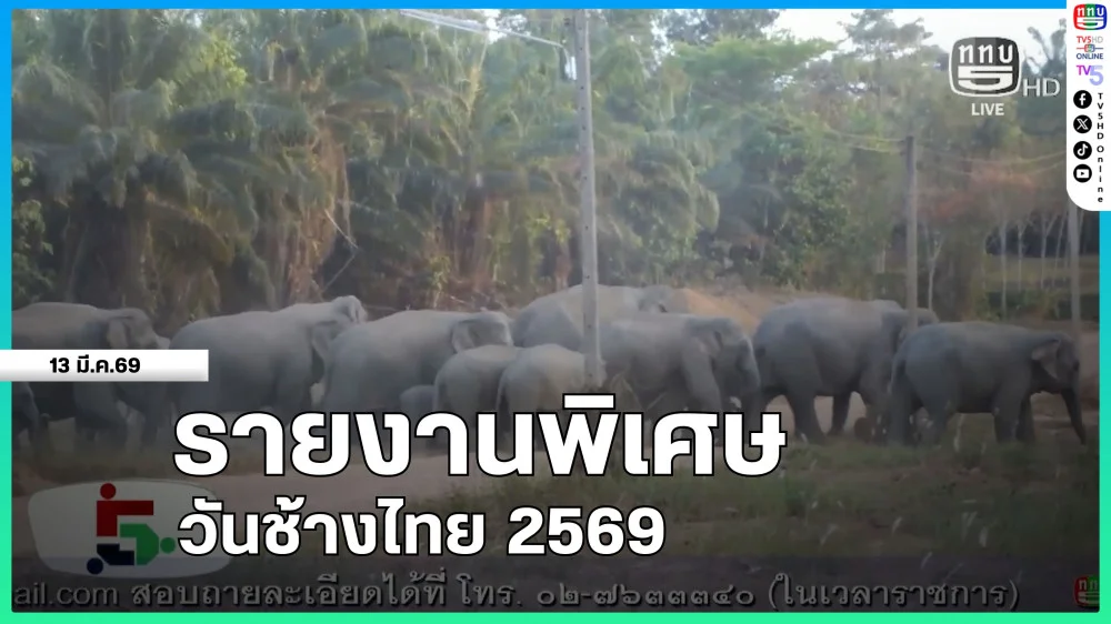 รายงานพิเศษ วันช้างไทย 2569