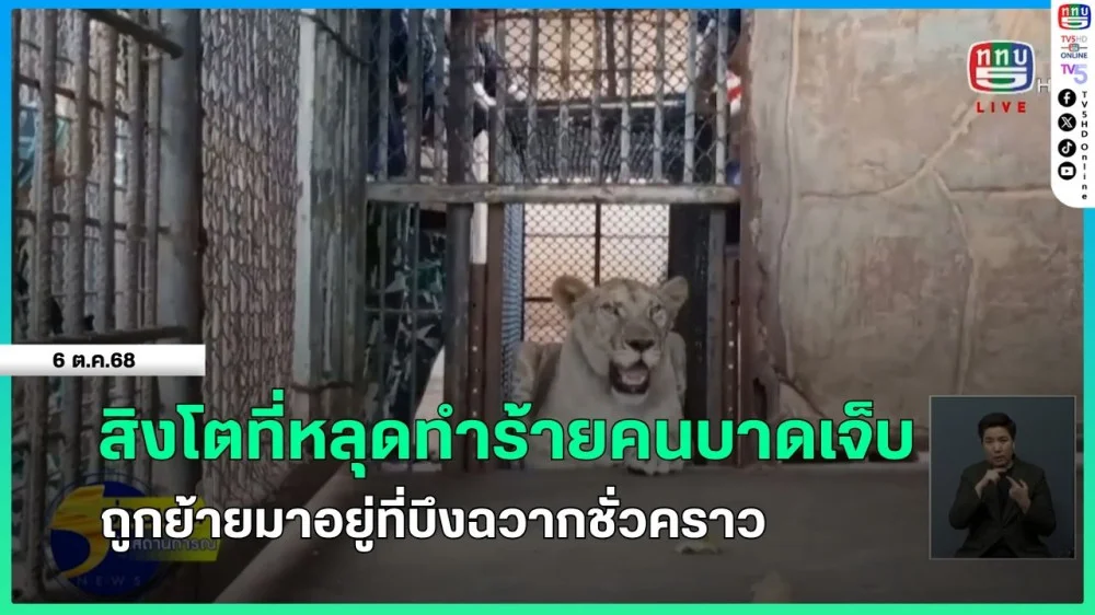 สิงโตที่หลุดทําร้ายคนบาดเจ็บ ถูกย้ายมาอยู่ที่บึงฉวากชั่วคราว