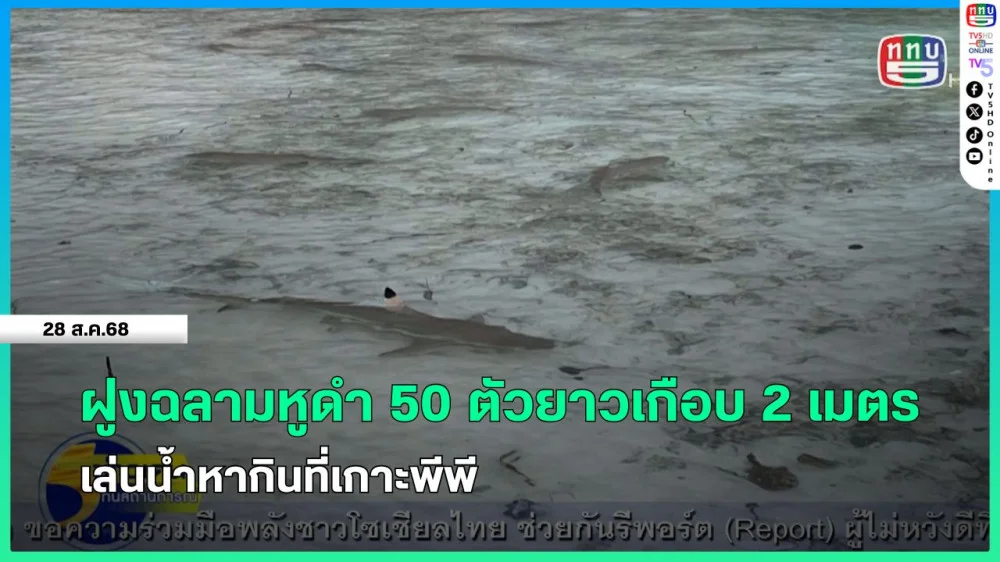 ฝูงฉลามหูดํา 50 ตัวยาวเกือบ 2 เมตร เล่นน้ําหากินที่เกาะพีพี