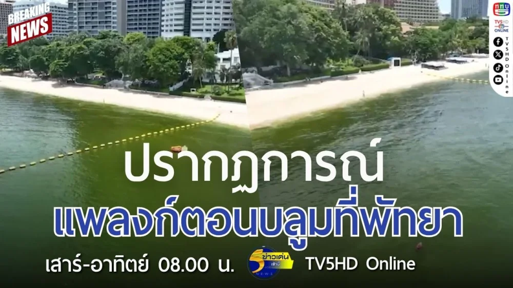 ปรากฏการณ์แพลงก์ตอนบลูมที่พัทยา
