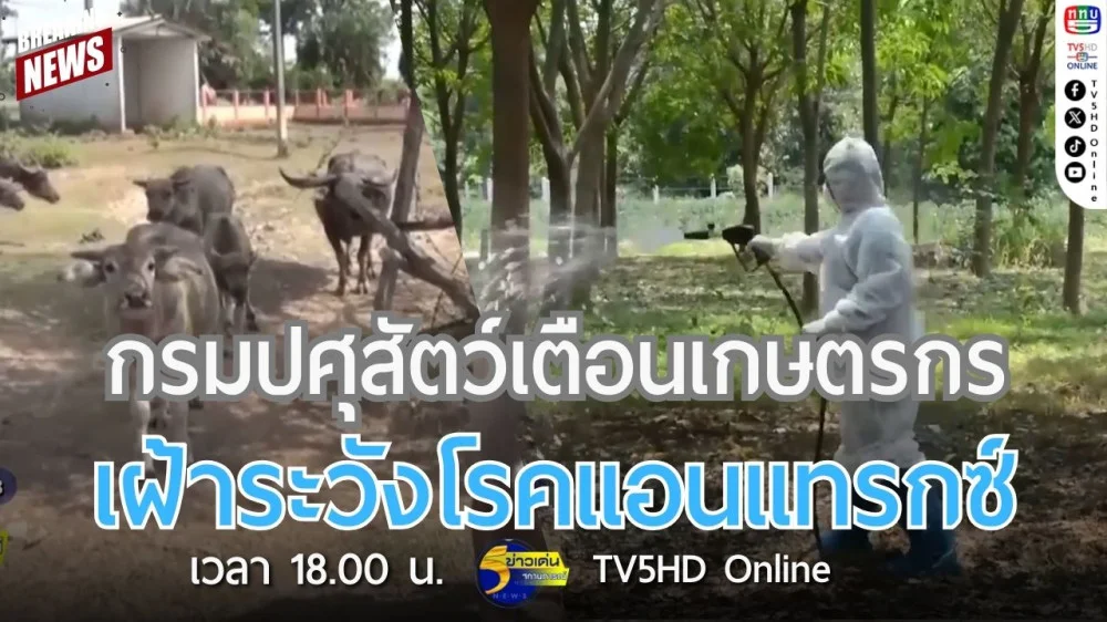 กรมปศุสัตว์เตือนเกษตรกรเฝ้าระวังโรคแอนแทรกซ์
