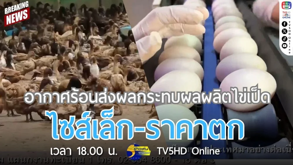อากาศร้อนส่งผลกระทบผลผลิตไข่เป็ด ไซส์เล็ก-ราคาตก
