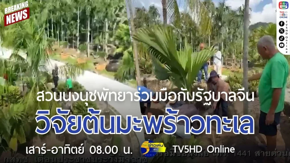 สวนนงนุชพัทยาร่วมมือกับรัฐบาลจีน วิจัยต้นมะพร้าวทะเล