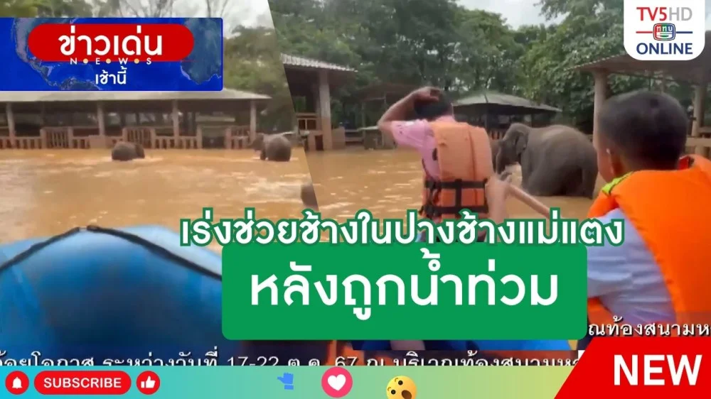 เร่งช่วยช้างในปางช้างแม่แตง หลังถูกน้ำท่วม