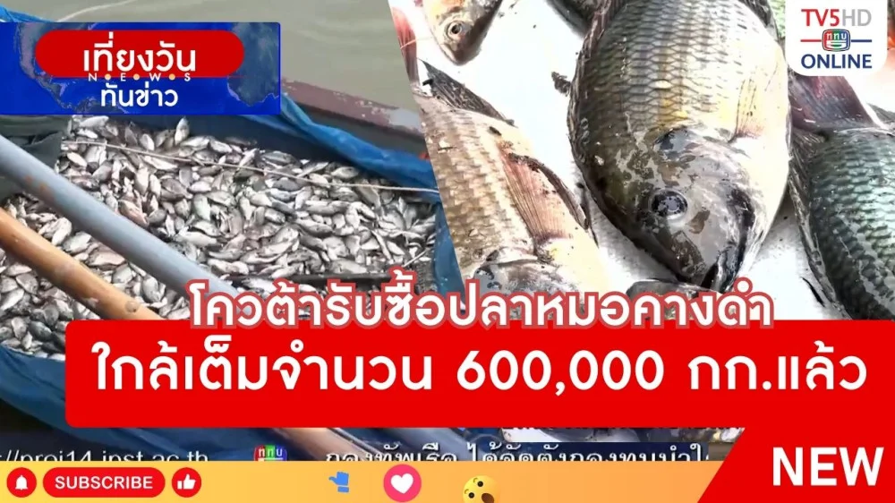 โควต้ารับซื้อปลาหมอคางดำใกล้เต็มจำนวน 600,000 กก.แล้ว