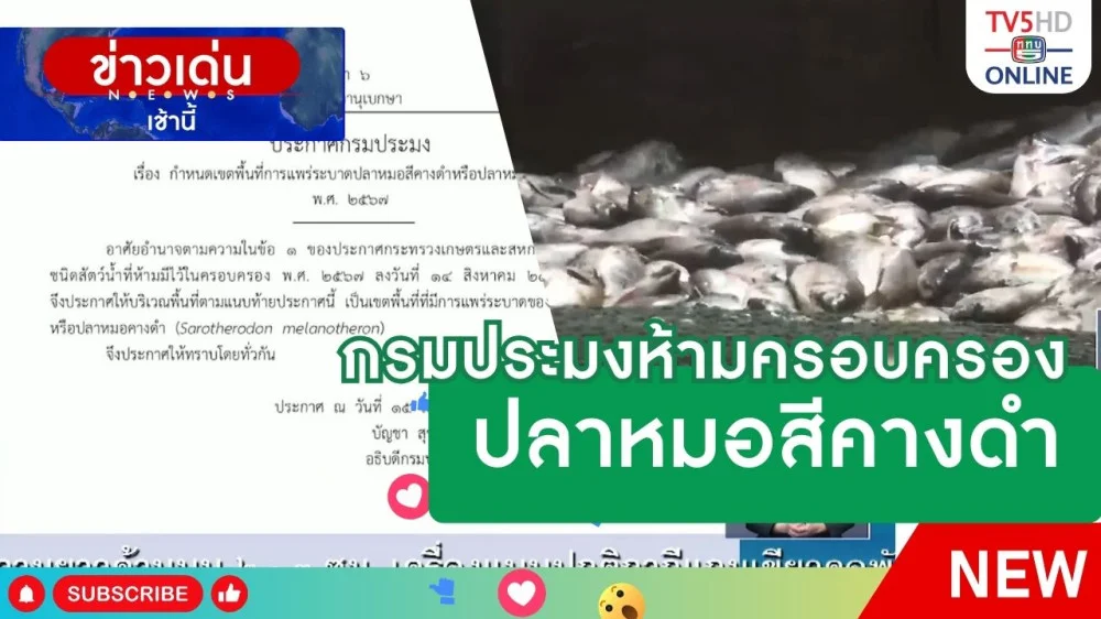 กรมประมงห้ามครอบครองปลาหมอสีคางดำ