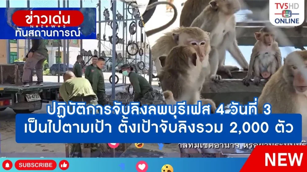 ปฏิบัติการจับลิงลพบุรี เฟส 4 วันที่ 3 เป็นไปตามเป้า ตั้งเป้าจับลิงรวม 2,000 ตัว