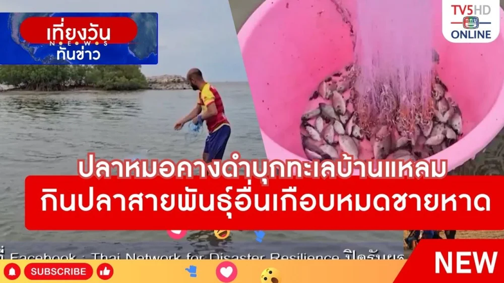 ปลาหมอคางดำบุกทะเลบ้านแหลม กินปลาสายพันธุ์อื่นเกือบหมดชายหาด