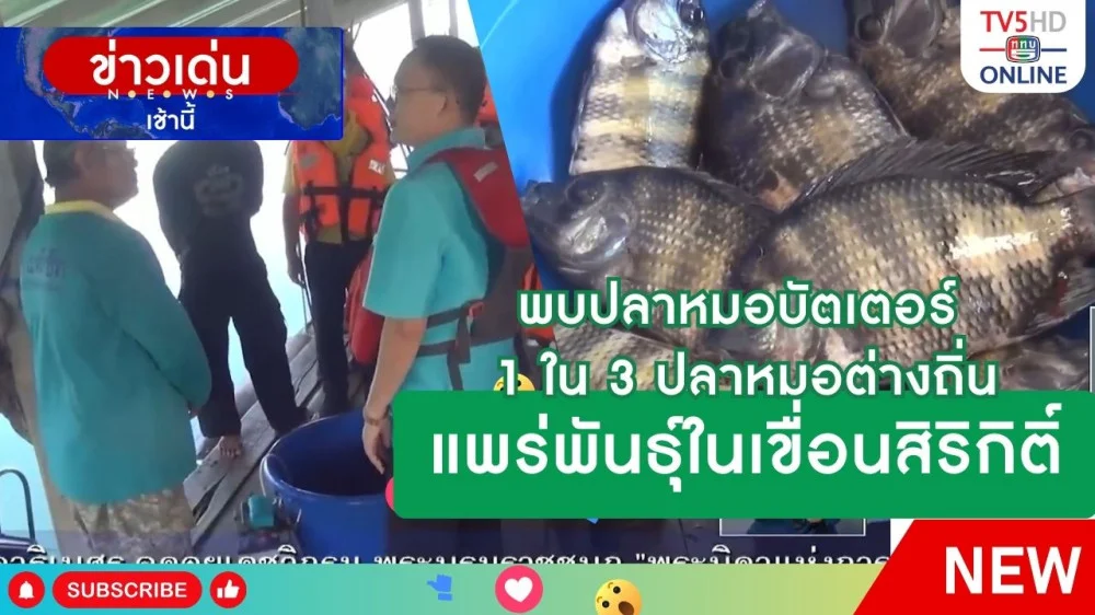 พบปลาหมอบัตเตอร์ 1 ใน 3 ปลาหมอต่างถิ่น แพร่พันธุ์ในเขื่อนสิริกิติ์