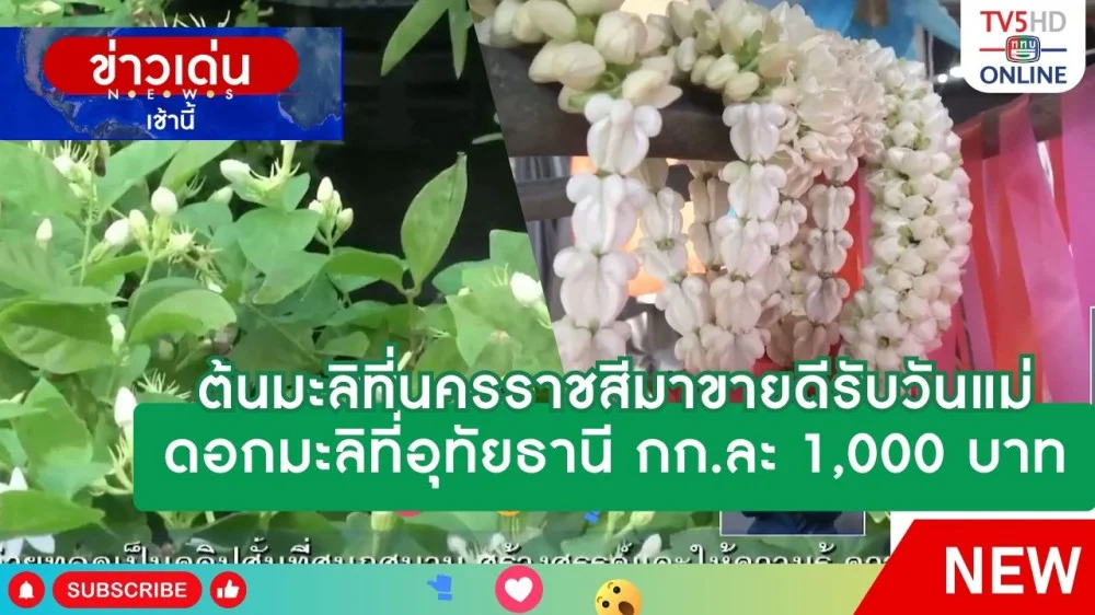 ต้นมะลิที่นครราชสีมาขายดีรับวันแม่ + ดอกมะลิที่อุทัยธานี กก.ละ 1,000 บาท