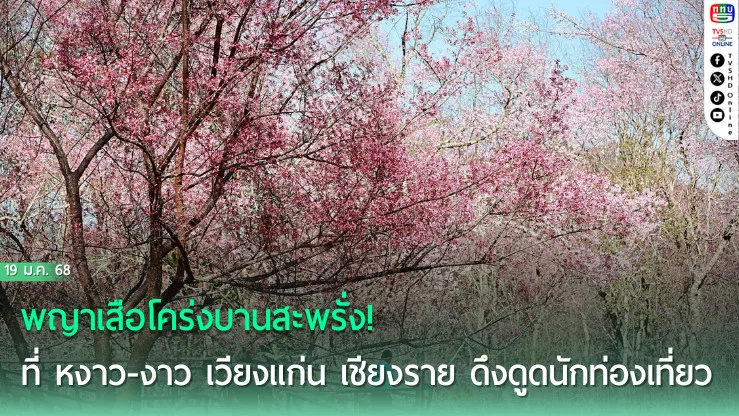 พญาเสือโคร่งบานสะพรั่ง! ที่เวียงแก่น