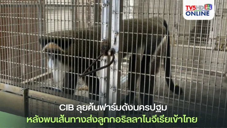 CIB'ลุยค้นฟาร์มดัง'นครปฐม'หลังพบเส้นทางส่งลูกกอริลลาไนจีเรียเข้าไทย พบสัตว์ป่าควบคุมเพียบ