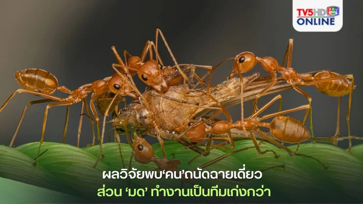 ผลวิจัยพบ‘คน’ถนัดฉายเดี่ยว ส่วน‘มด’ทำงานเป็นทีมเก่งกว่า