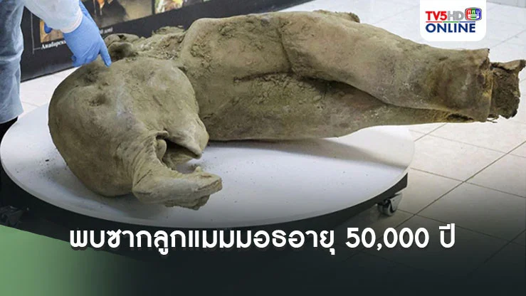 พบซากลูกแมมมอธอายุกว่า 5 หมื่นปีในสภาพสมบูรณ์ในแถบไซบีเรีย
