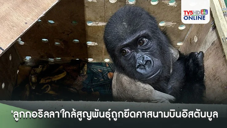 'ลูกกอริลลา'ใกล้สูญพันธุ์ถูกยึดคาสนามบินอิสตันบูล พบกำลังถูกส่งมาที่กรุงเทพฯ