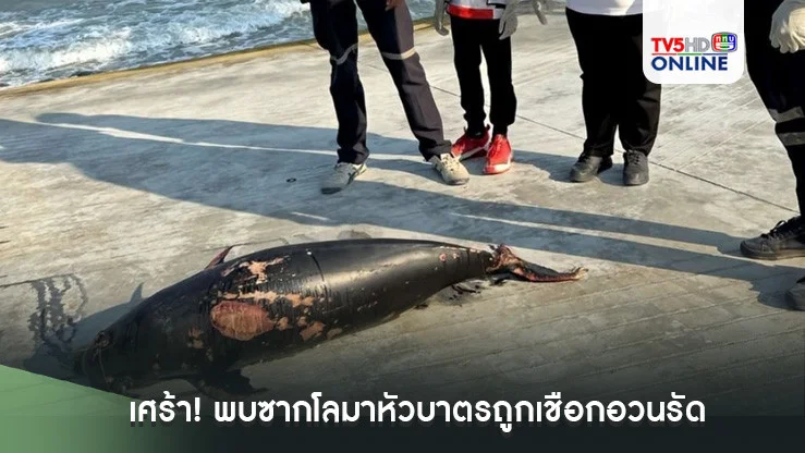 เศร้า! พบซากโลมาหัวบาตรถูกเชือกอวนรัดหางตายเกยตื้นหาดหัวหิน