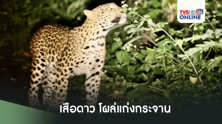 เสือดาว โผล่แก่งกระจาน
