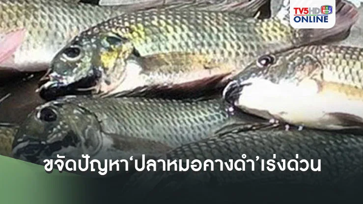 เปิดมาตรการเชิงรุกขจัดปัญหา‘ปลาหมอคางดำ’ระยะเร่งด่วน ตั้งเป้า 3 ล้านกิโลกรัม
