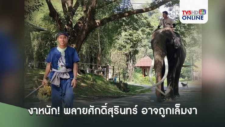 งาหนัก! พลายศักดิ์สุรินทร์ อาจถูกเล็มงา