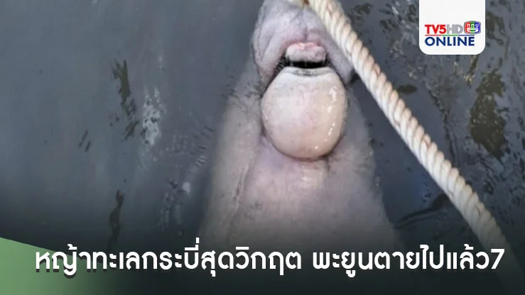 หญ้าทะเลกระบี่สุดวิกฤต ตาย 90% พะยูน 26 ตัวตายไปแล้ว7ในรอบ7เดือนเหตุ-อดตาย-เรือชน-ป่วย