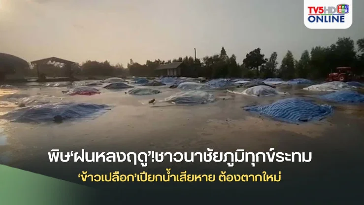 พิษ‘ฝนหลงฤดู’!ชาวนาชัยภูมิทุกข์ระทม ‘ข้าวเปลือก’เปียกน้ำเสียหาย ต้องตากใหม่