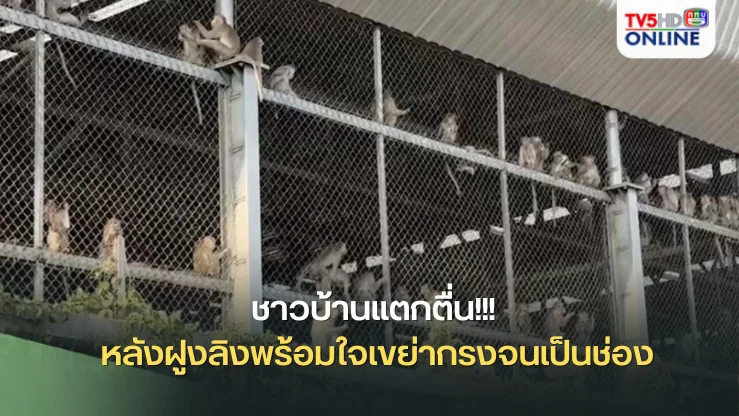 ชาวบ้านแตกตื่น!!! หลังฝูงลิงพร้อมใจเขย่ากรงจนเป็นช่อง