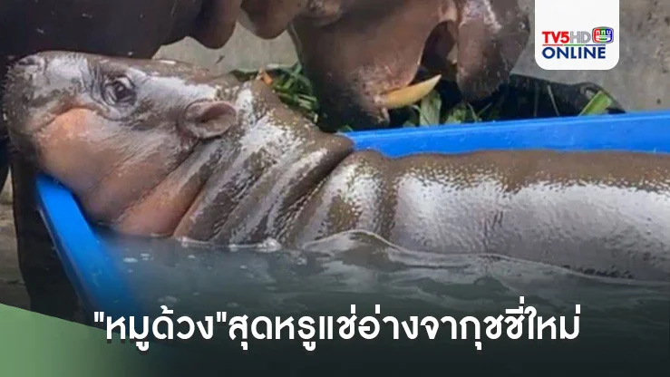 "หมูด้วง"สุดหรูแช่อ่างจากุชชี่ใหม่