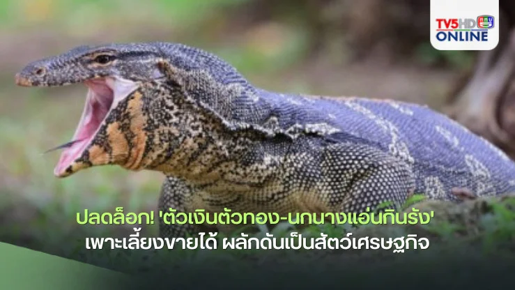 ปลดล็อก! 'ตัวเงินตัวทอง-นกนางแอ่นกินรัง' เพาะเลี้ยงขายได้ ผลักดันเป็นสัตว์​เศรษฐกิจ​
