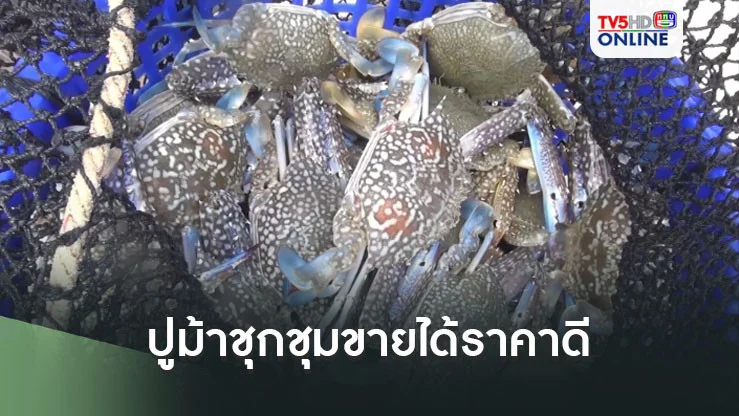 ประมงพื้นบ้านสงขลาอาศัยช่วงลมไม่แรง ออกจับปูม้ากำลังชุกชุมขายได้ราคาดี