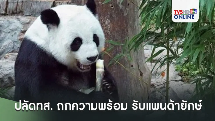 ปลัดทส. ถกความพร้อม รับแพนด้ายักษ์ ทูตสันถวไมตรี ไทย-จีน 50 ปี